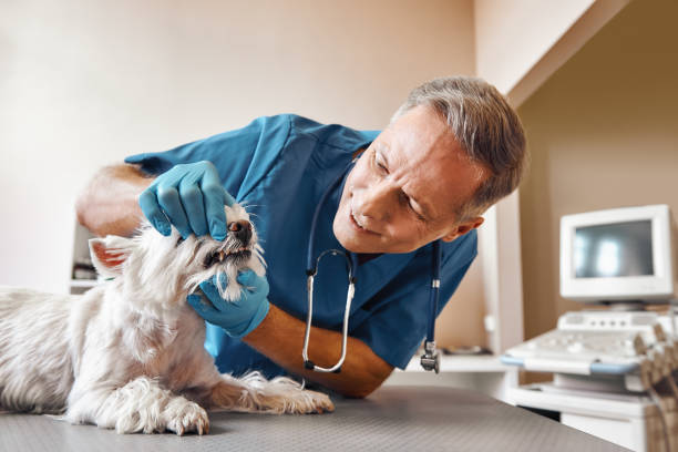 Best Urgent Tooth Repair  in Fairchild Af, WA